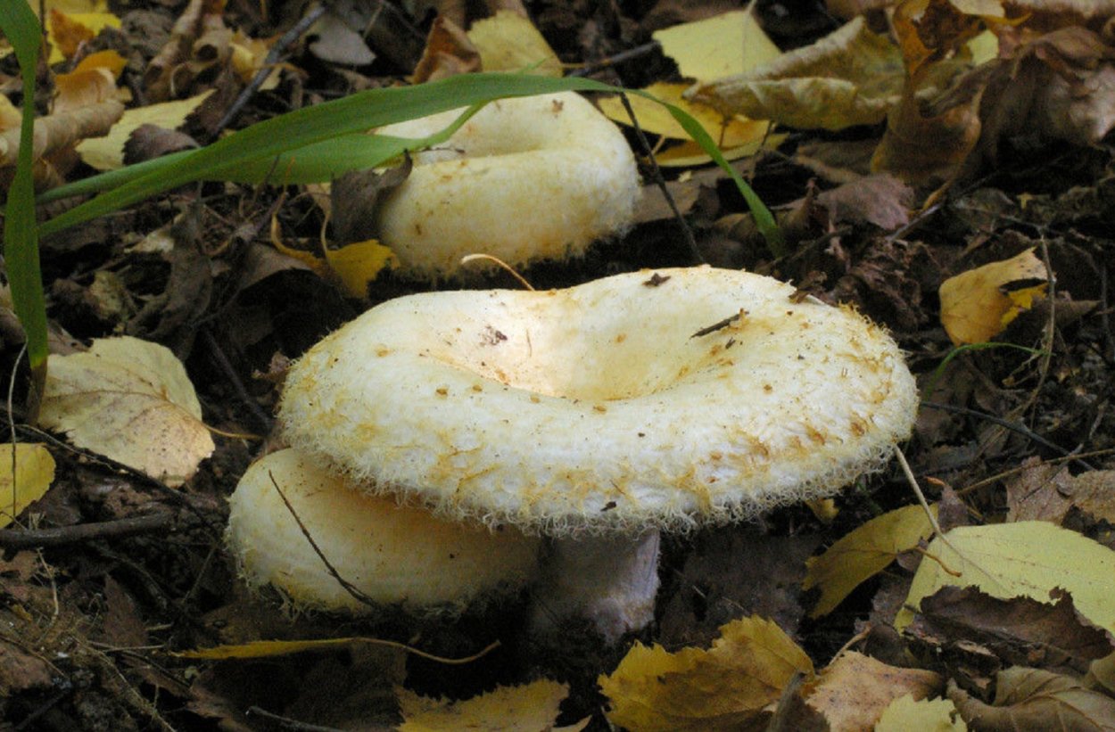 Груздь бахромистый Lactarius citriolens