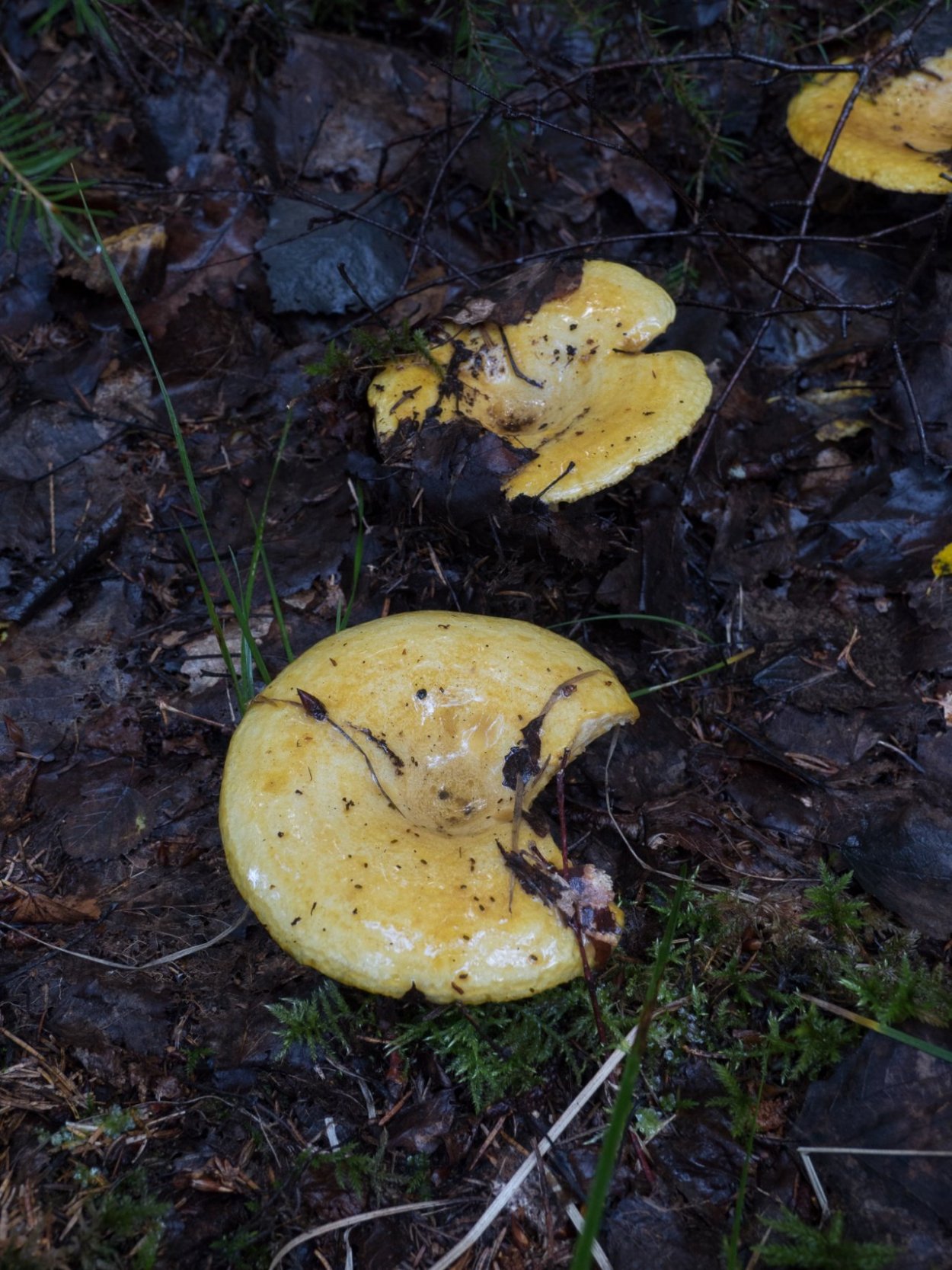 Груздь жёлтый Lactarius scrobiculatus