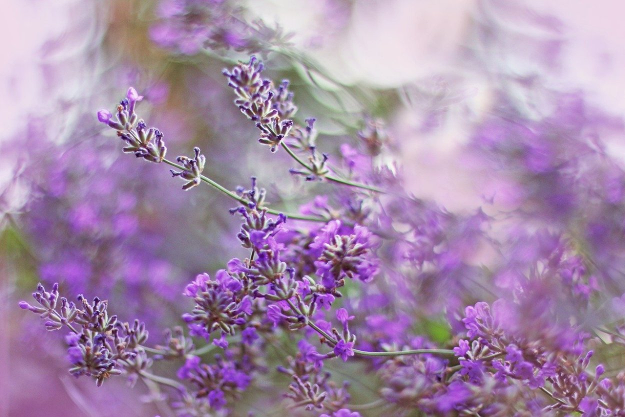 Пряные травы с фиолетовыми цветочками