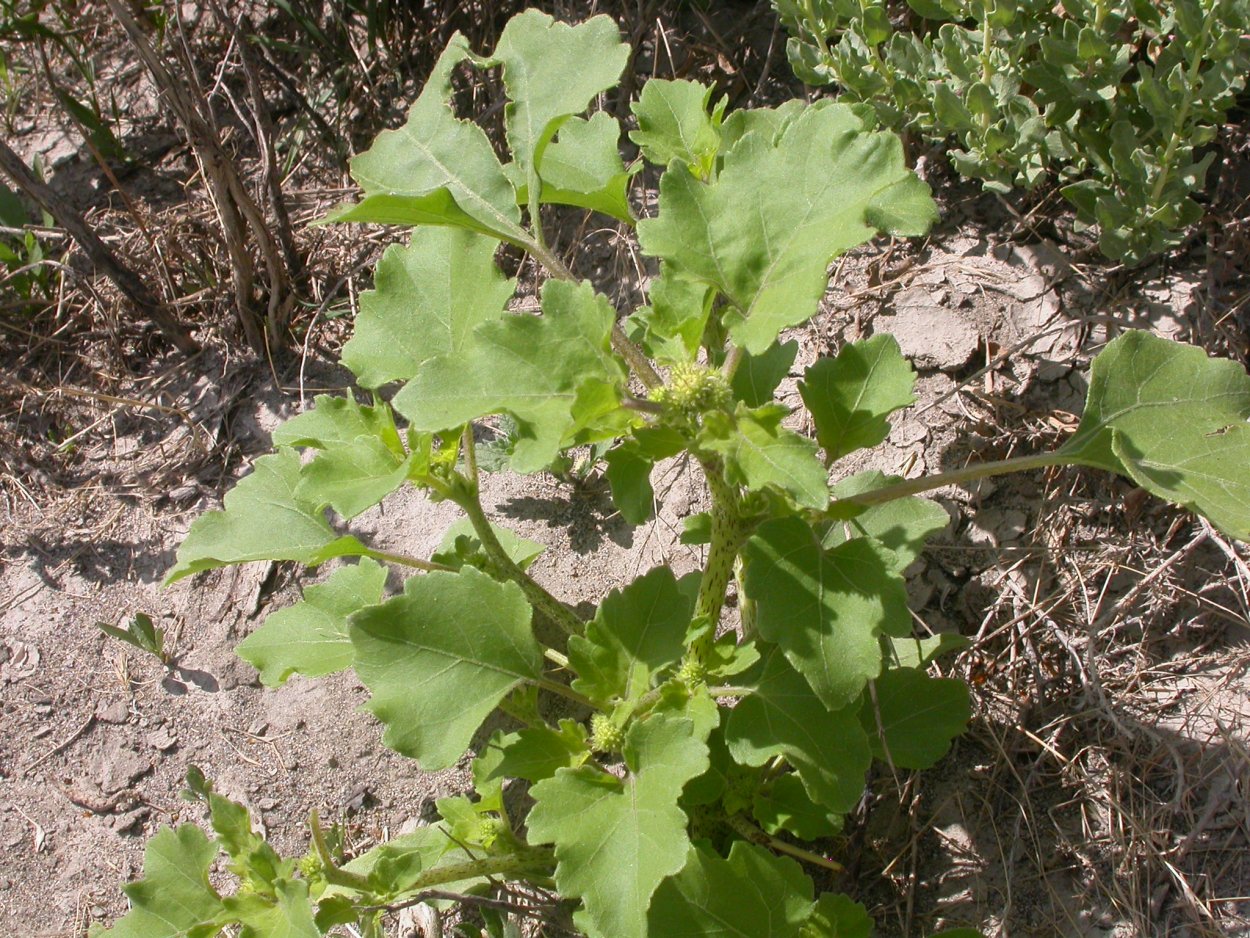 Дурнишник Xanthium strumarium