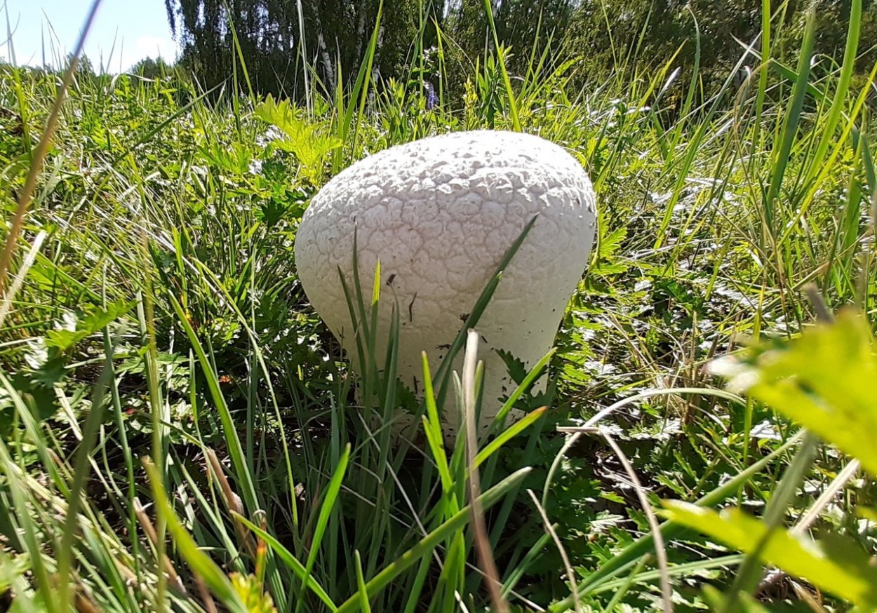Calvatia utriformis (ГОЛОВАЧ мешковатый)