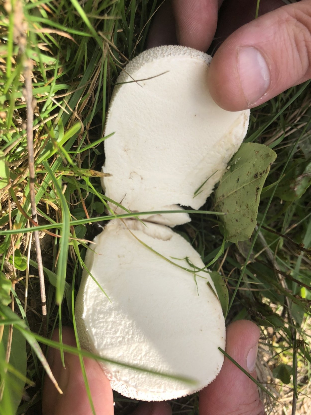 ГОЛОВАЧ мешковатый (Bovistella utriformis)