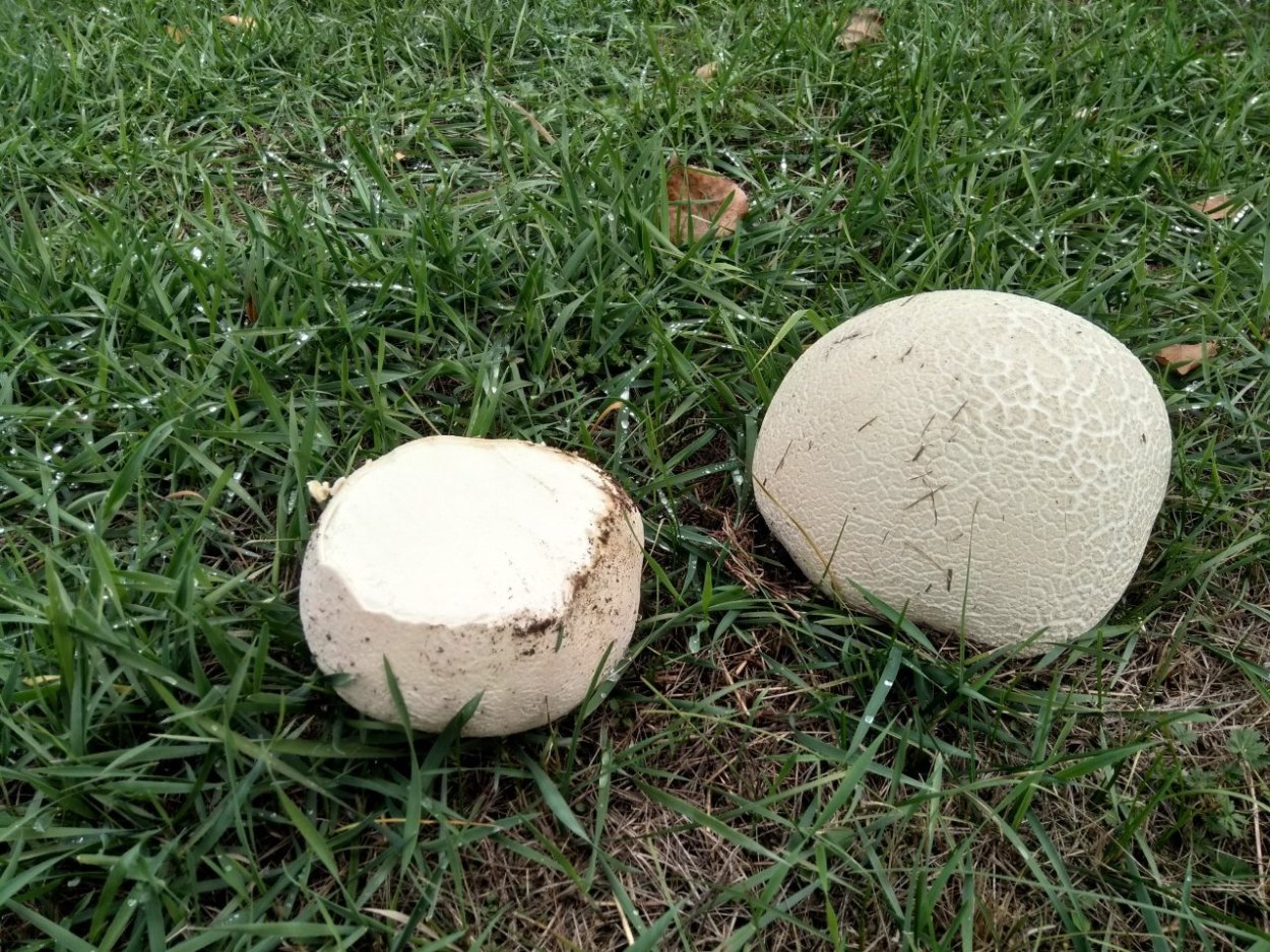 Гриб ГОЛОВАЧ съедобный