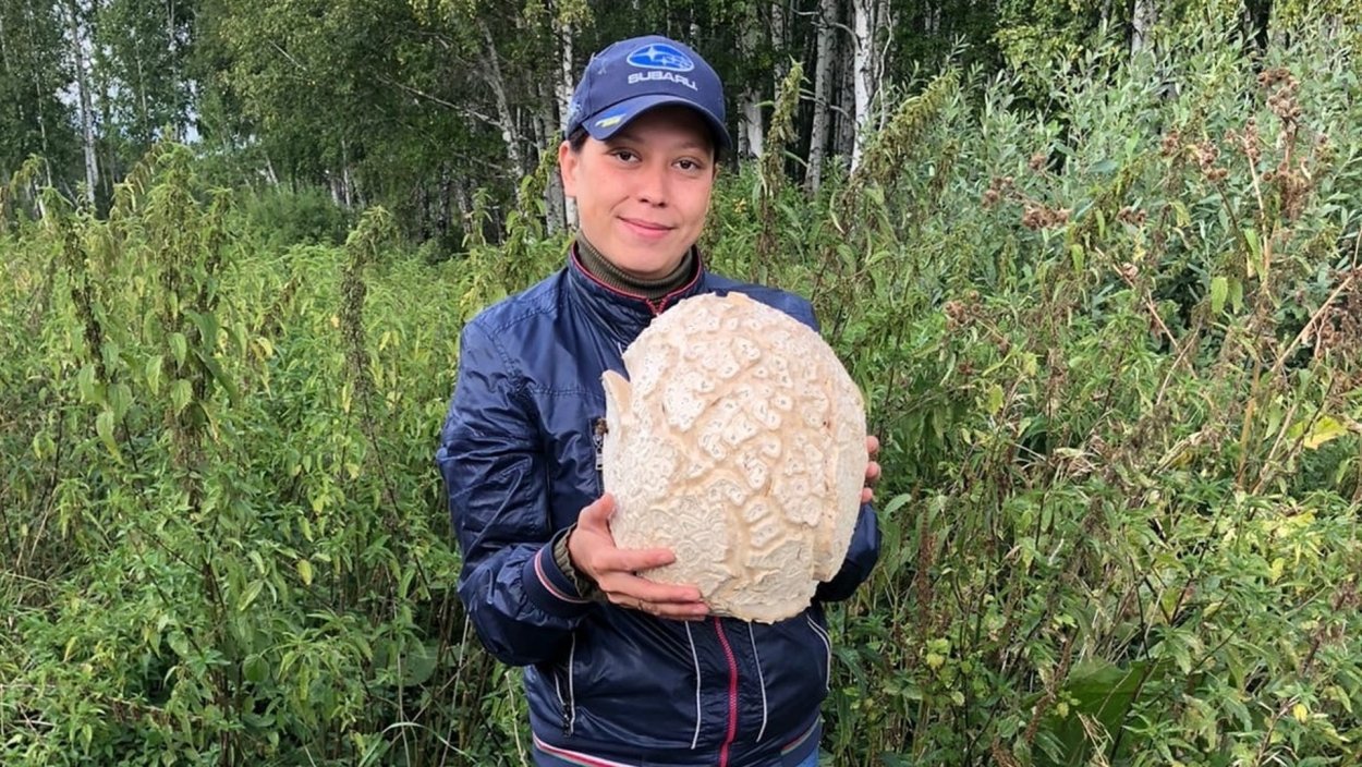 ГОЛОВАЧ гигантский