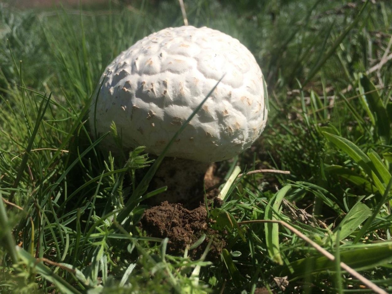 ГОЛОВАЧ продолговатый (Calvatia excipuliformis)