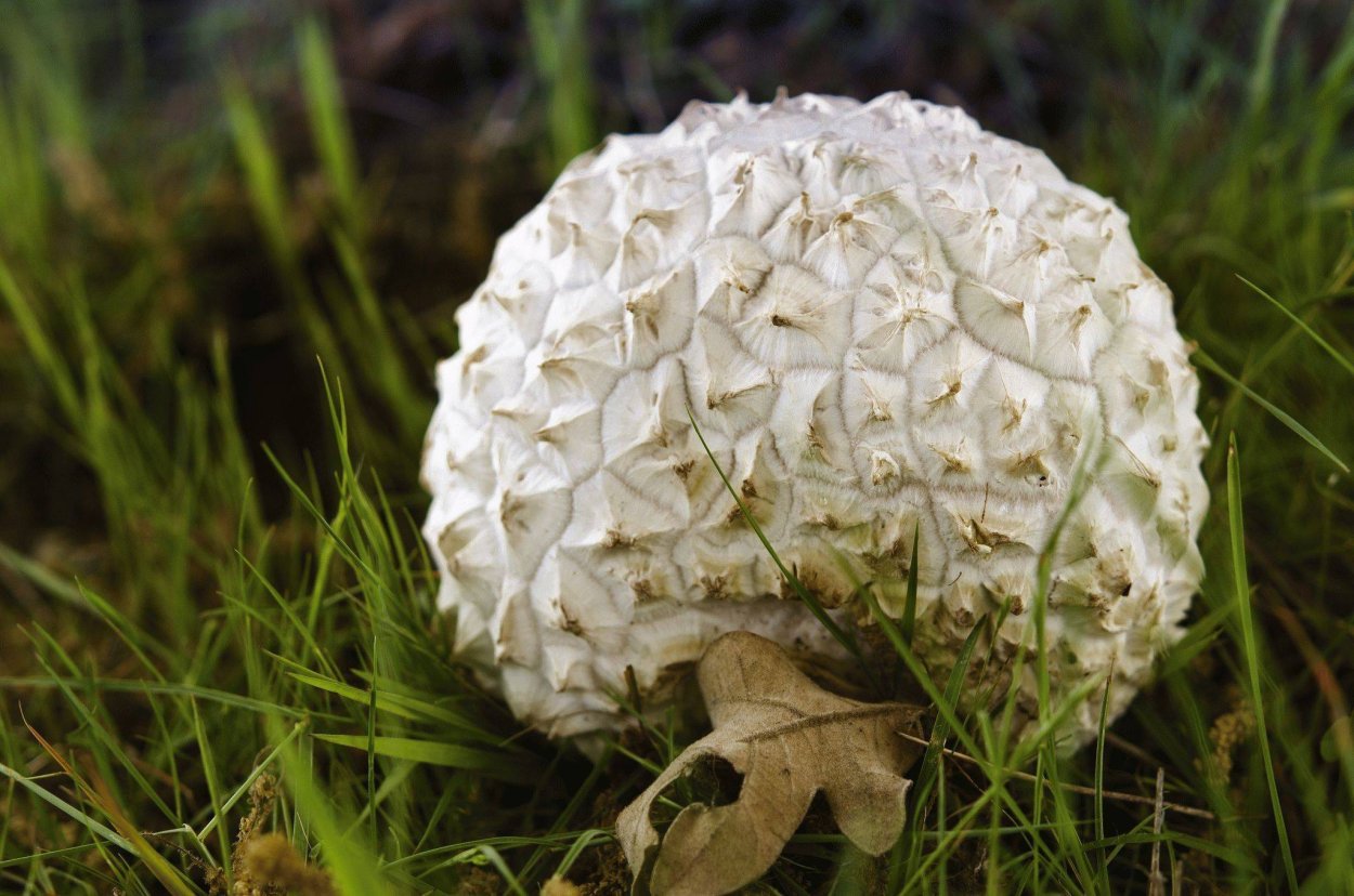 Дождевики ГОЛОВАЧ жемчужный