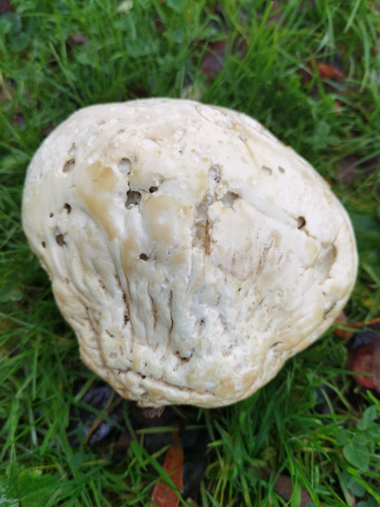 Максим грибов Бабынино