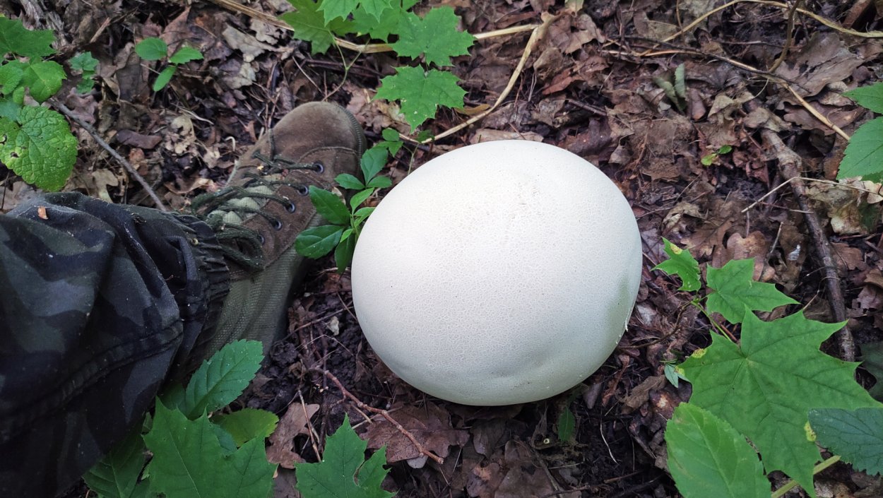 Дождевик ГОЛОВАЧ гигантский