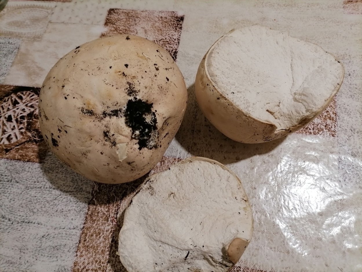 Нашли большой гриб