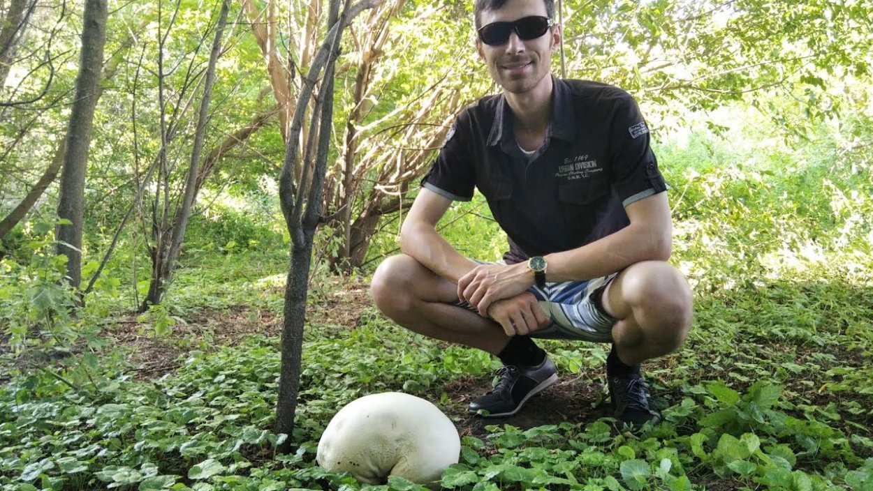 Гриб дождевик ГОЛОВАЧ