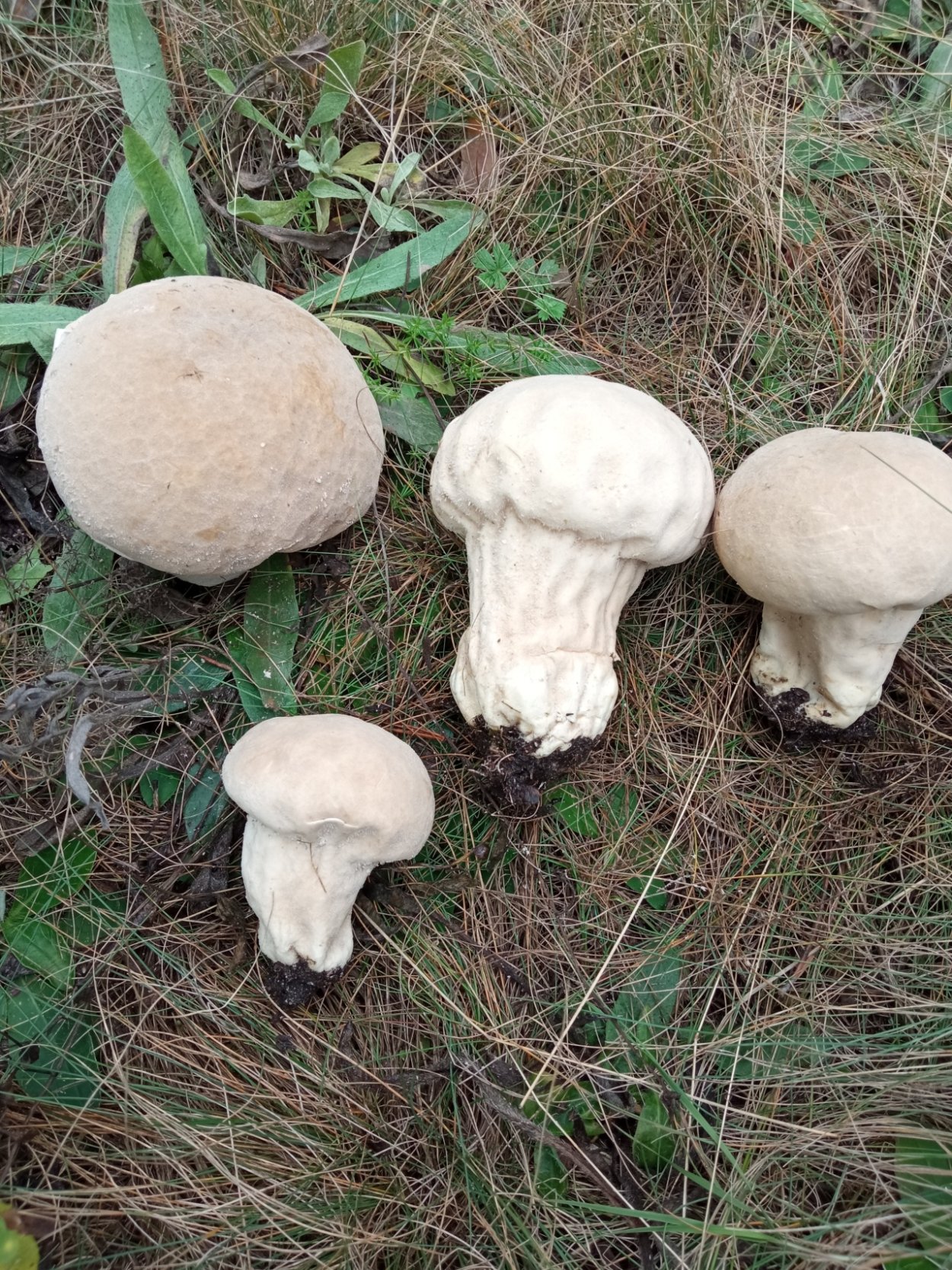 Дождевик Луговой