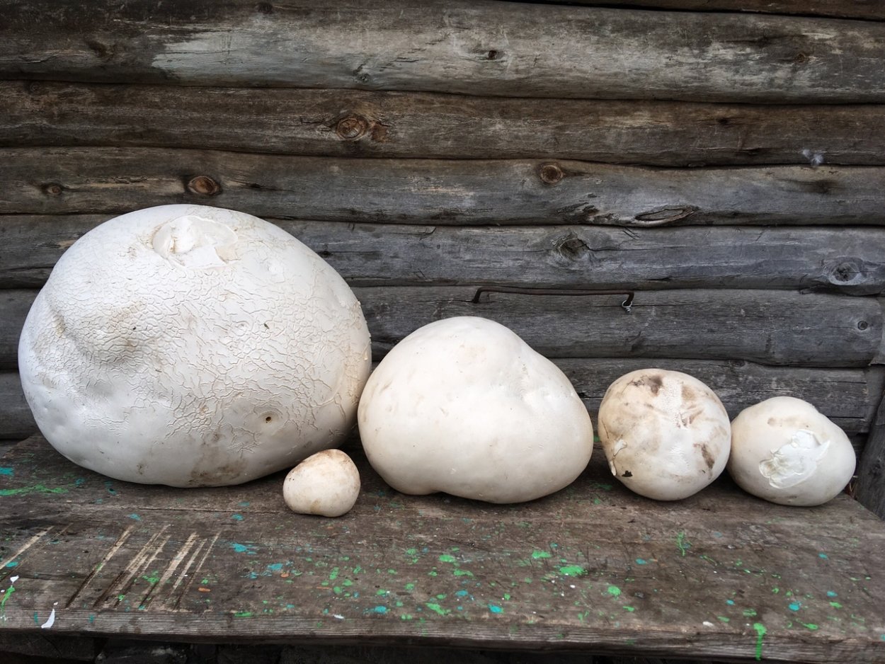 Вырасти свой гриб