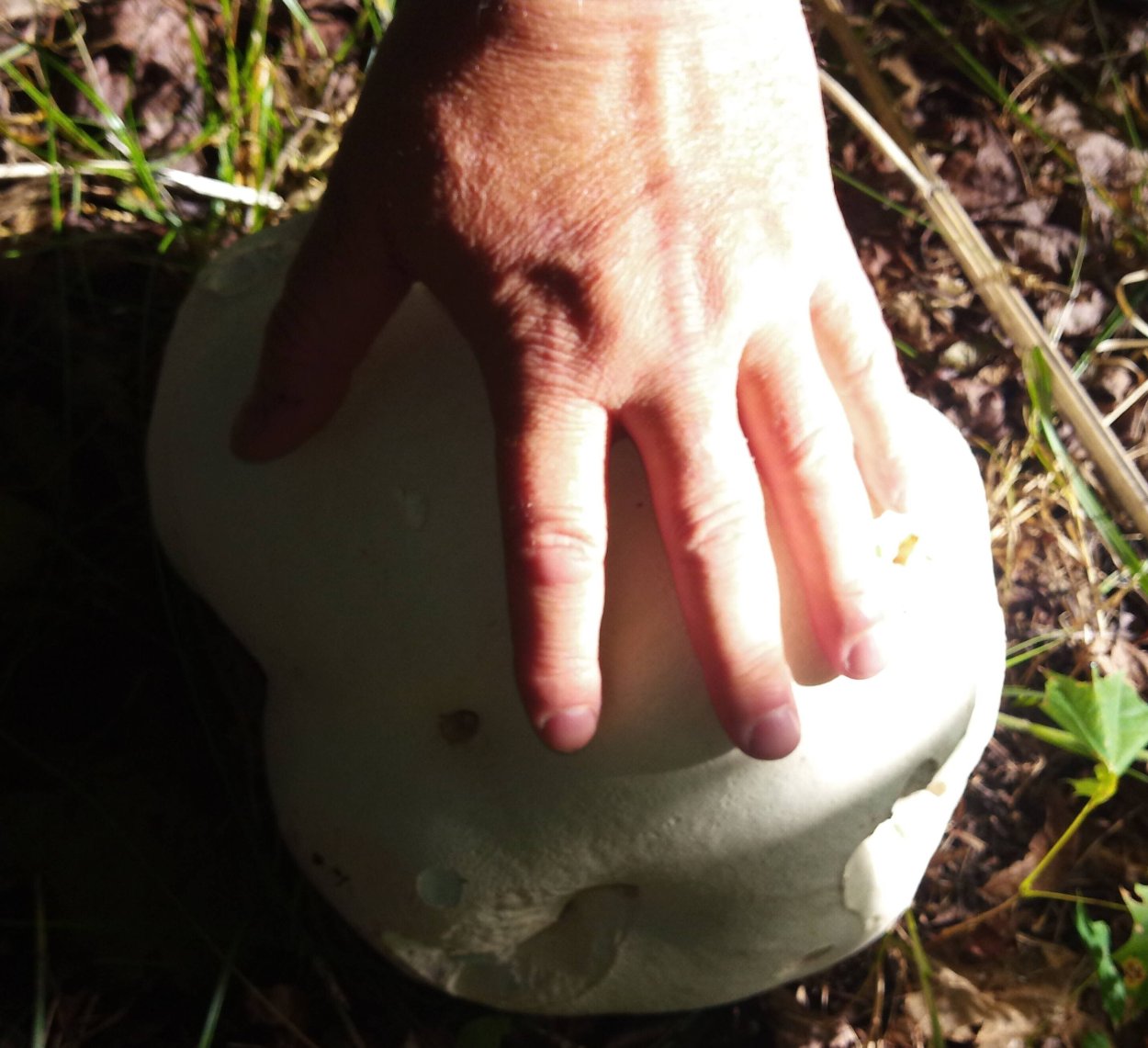 Гриб дождевик ГОЛОВАЧ