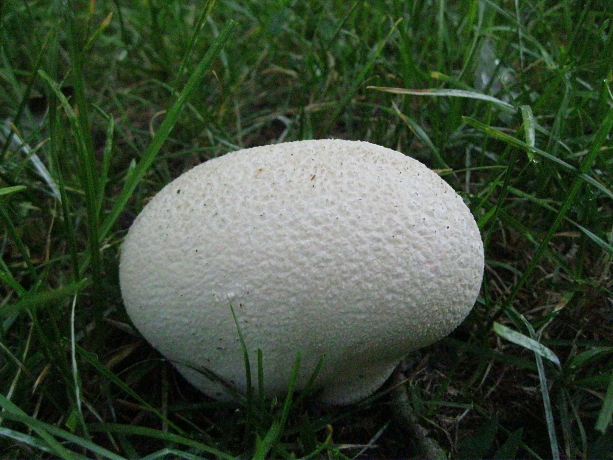 Гриб ЛАНГЕРМАНИЯ ГОЛОВАЧ