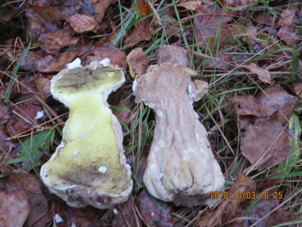 Гриб лангерманния гигантская