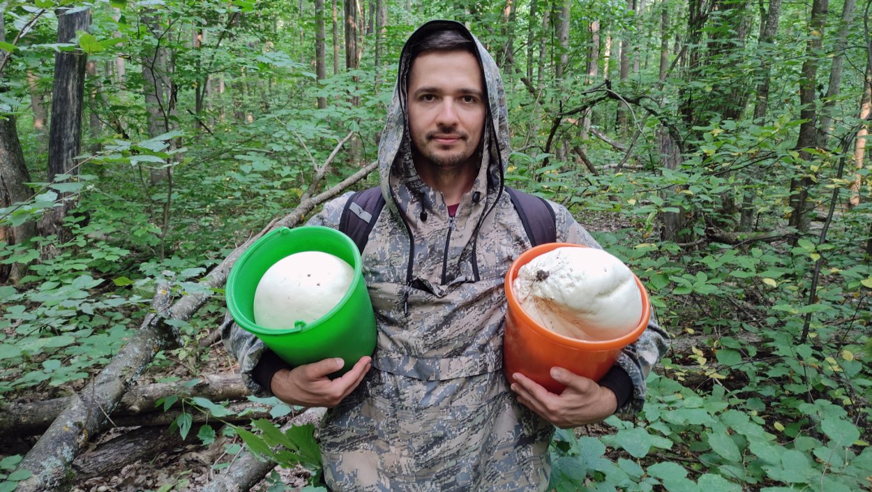 Гриб дождевик ГОЛОВАЧ