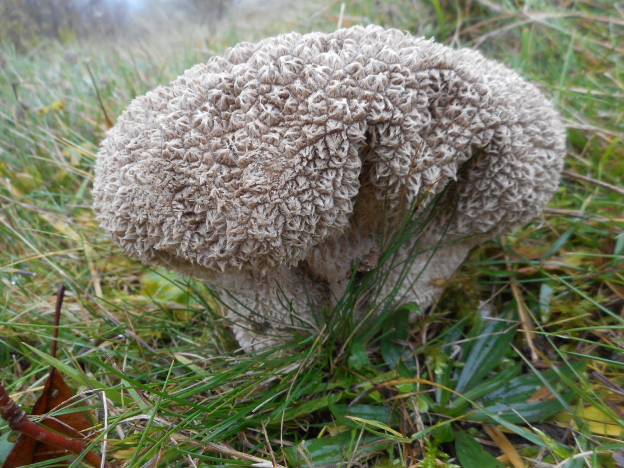 Гриб ГОЛОВАЧ гигантский