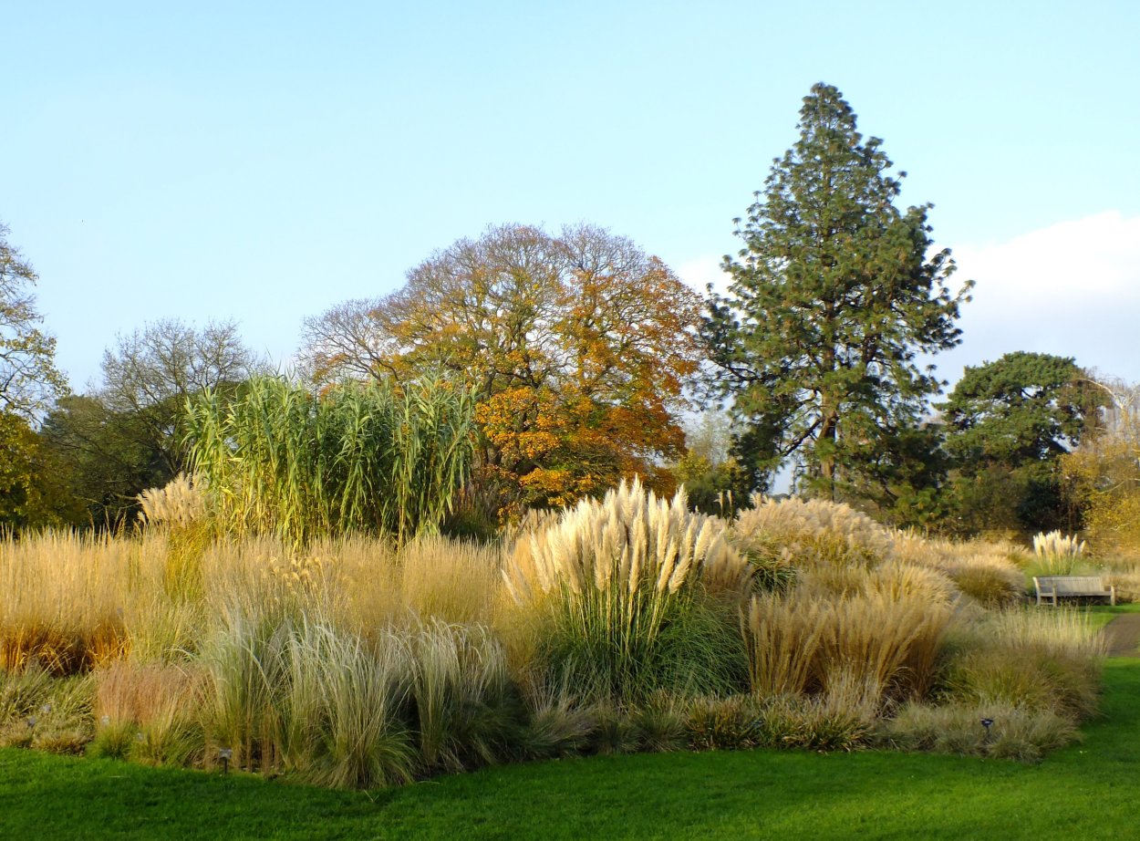 Газонная трава Тимофеевка