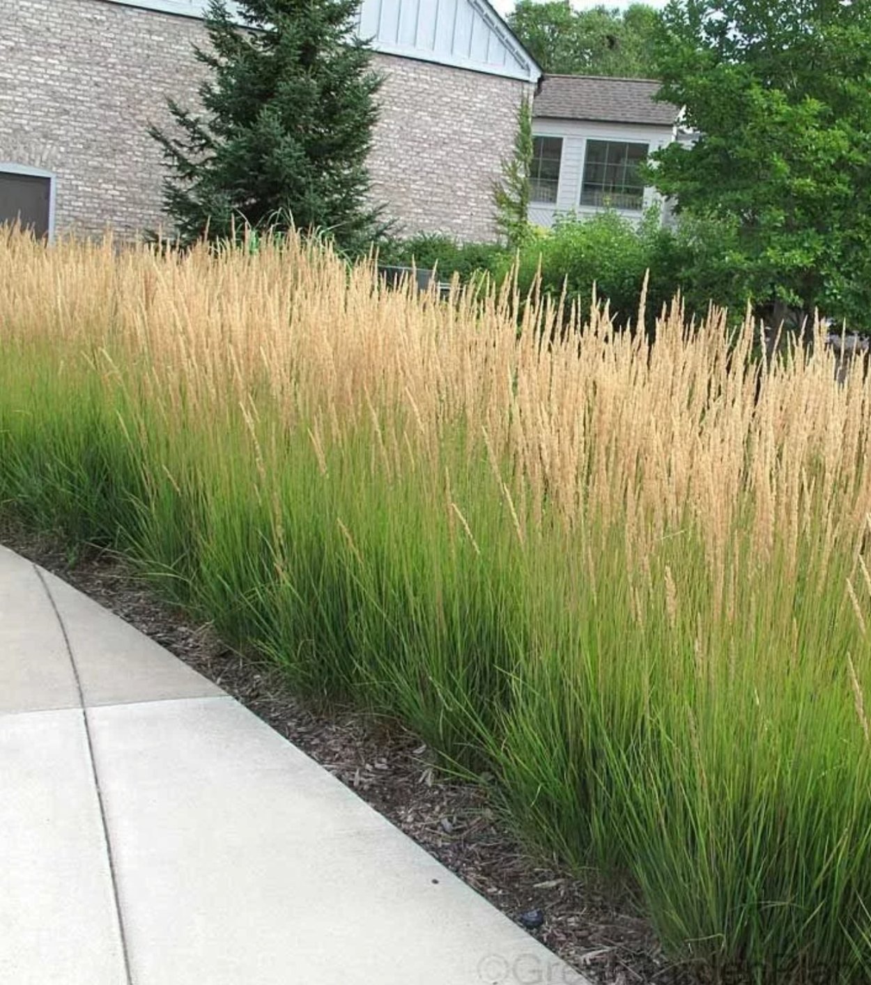 Вейник на патио