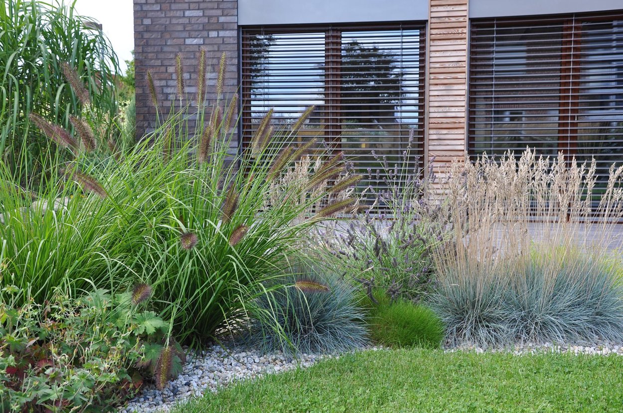 Осока мискантус