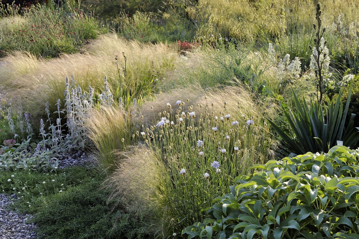 Вейник остроцветковый Карл Форстер, с2-с3