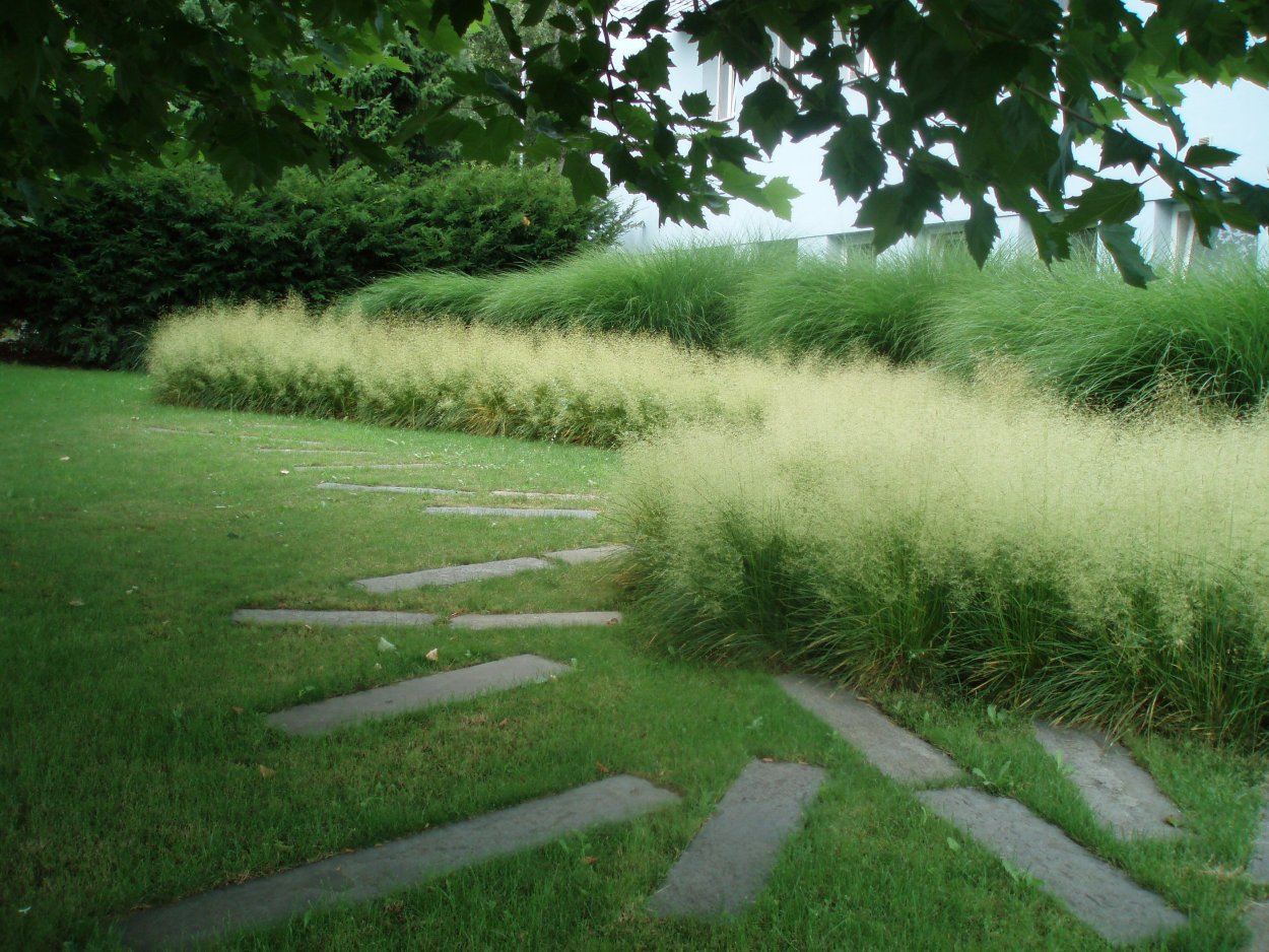 Щучка дернистая газон