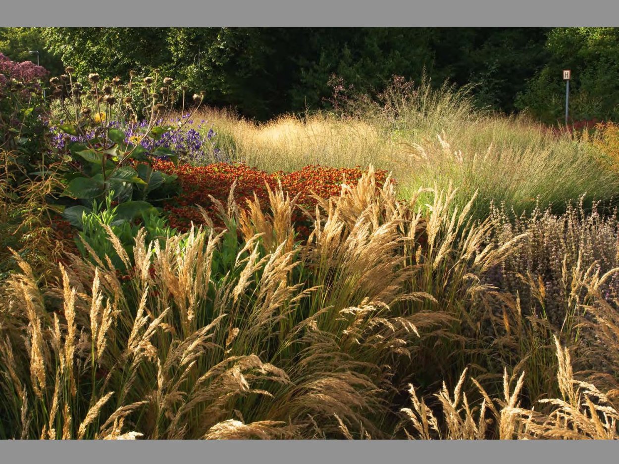 Вейник остроцветковый