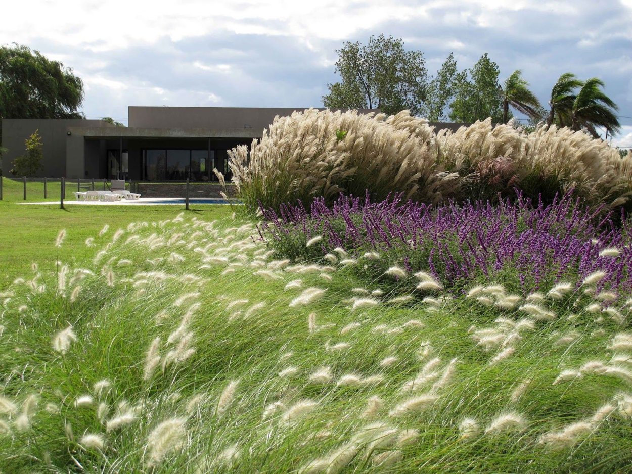 Осока декоративная в ландшафтном дизайне с хвойниками и камнями