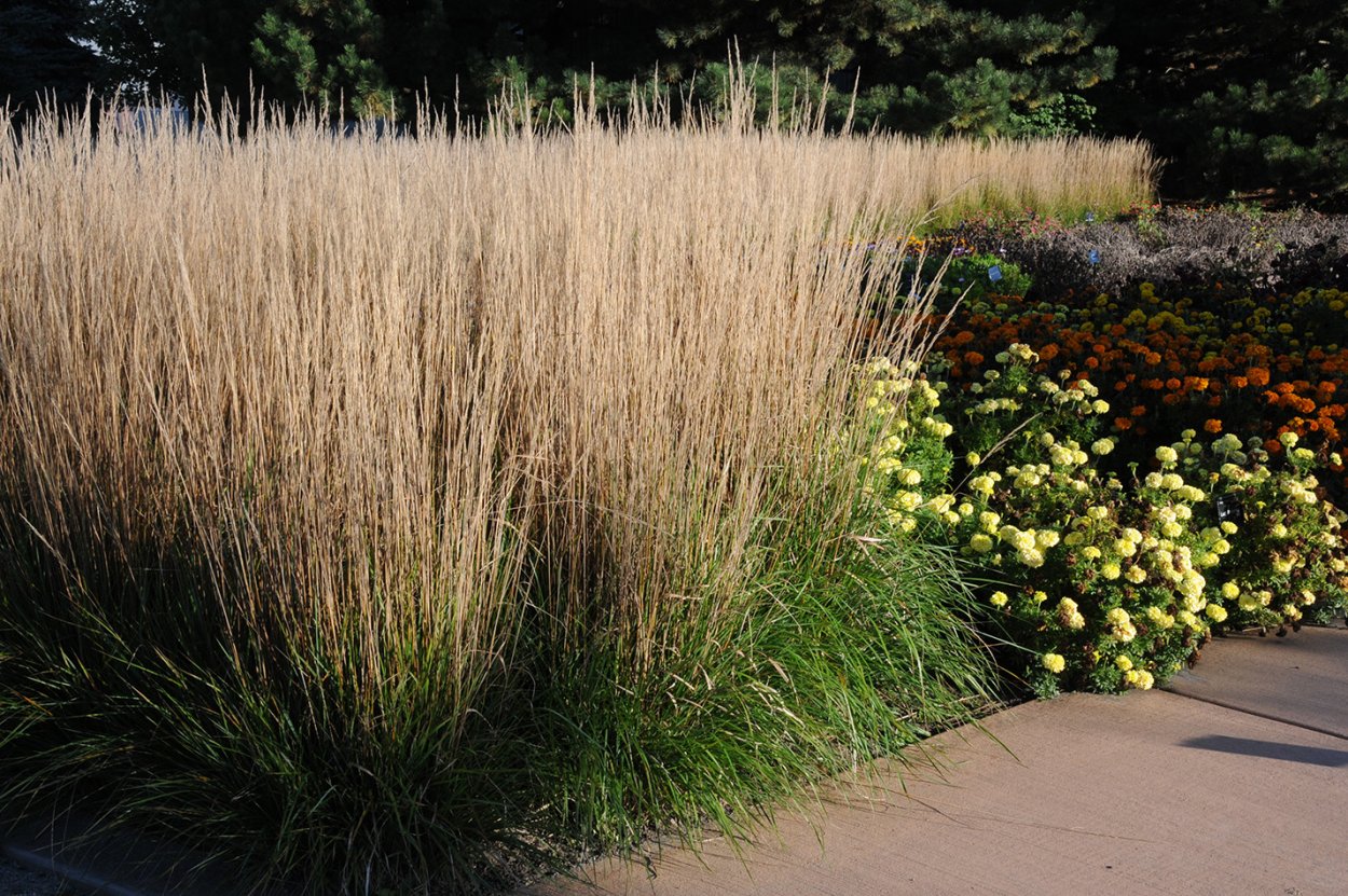 Нил Лукас декоративные злаки