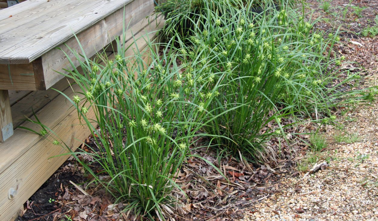 Декоративный ячмень гривастый