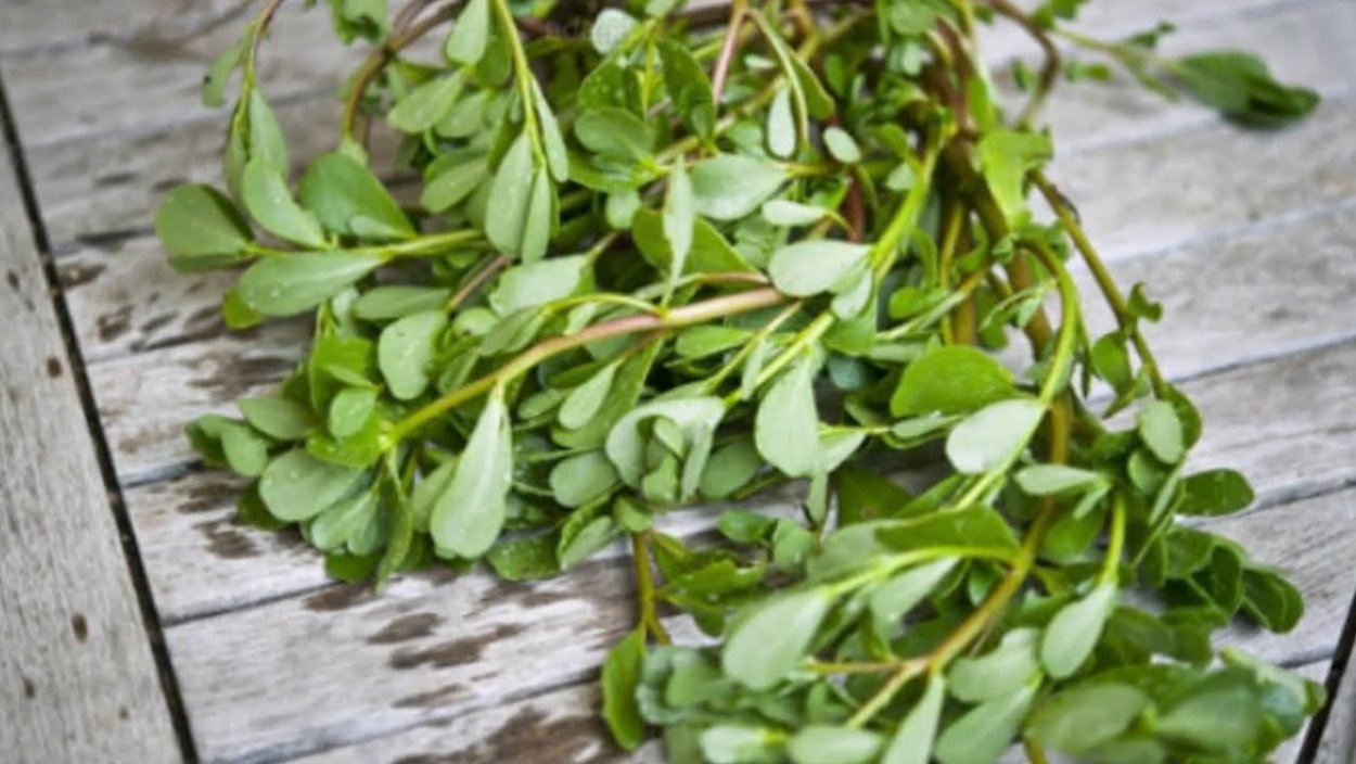 Портулак парадокс