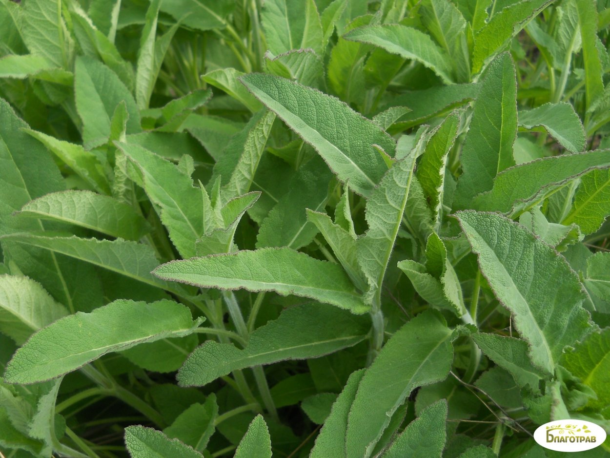 ДАХЦ трава армянская