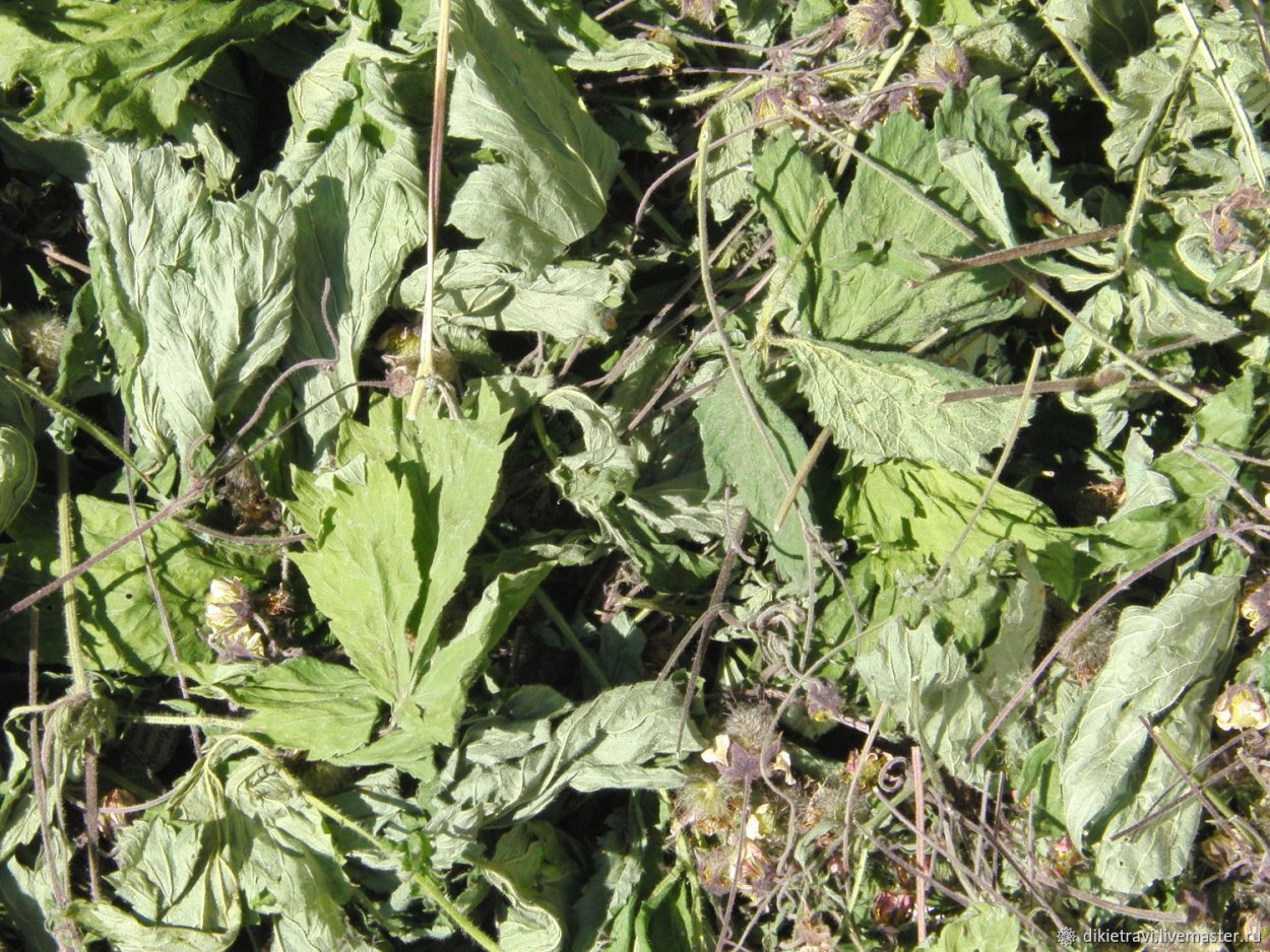 ДАХЦ зелень