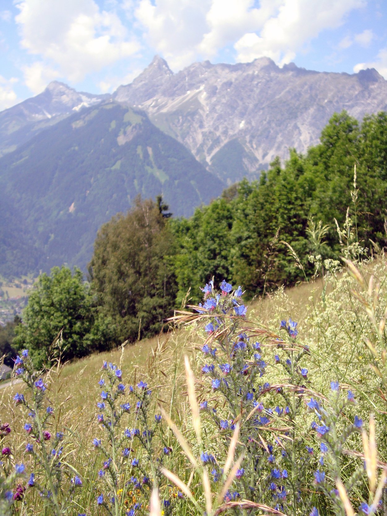 Сибех армянская трава