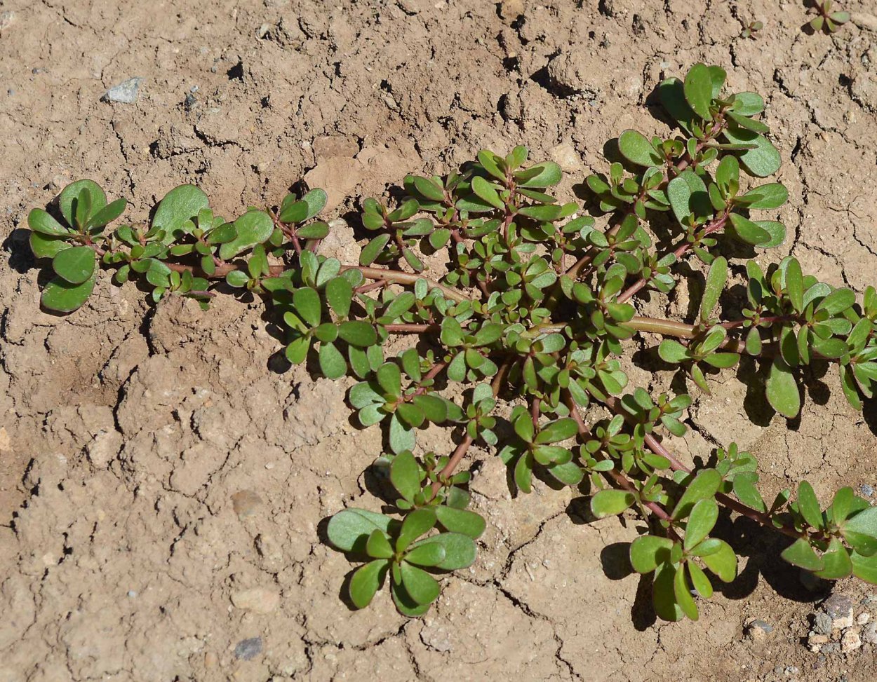 Сорняк похожий на перец