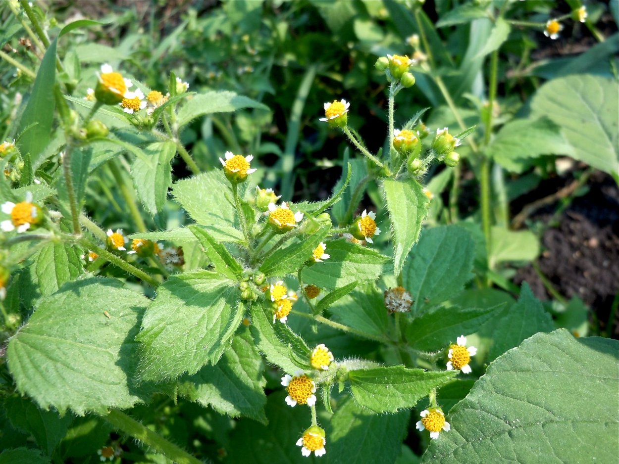 Галинзога четырехлучевая американка