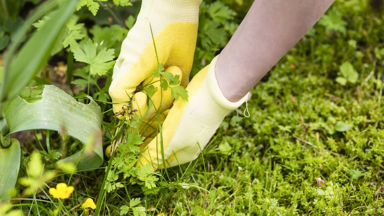 Борьба сорняками на картошке