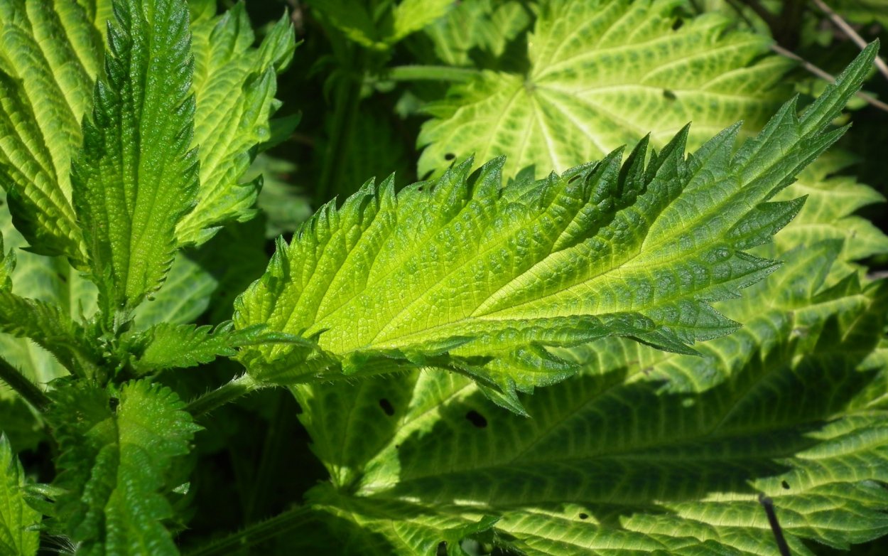 Американская крапива