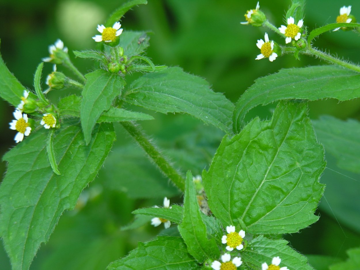 Галинсога американка