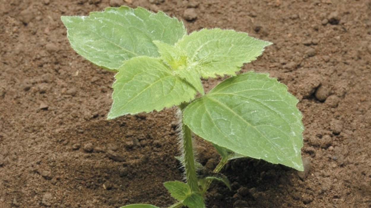 Галинсога реснитчатая