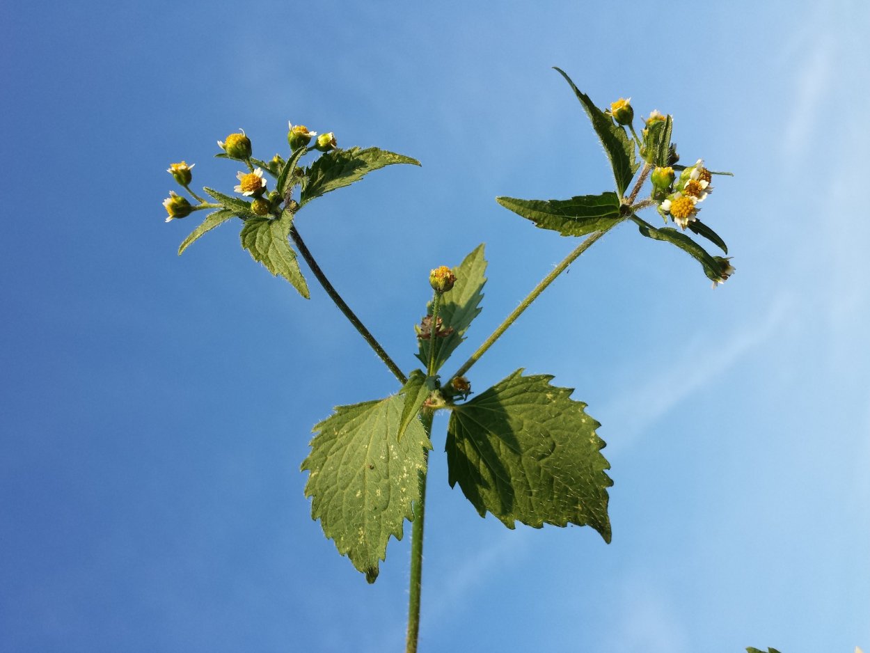 Galinsoga ciliata