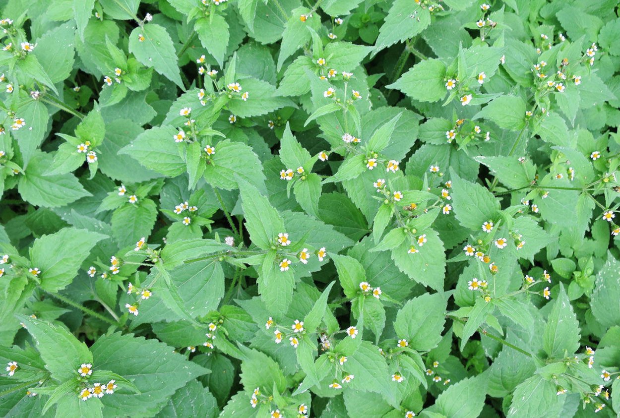 Горец малый