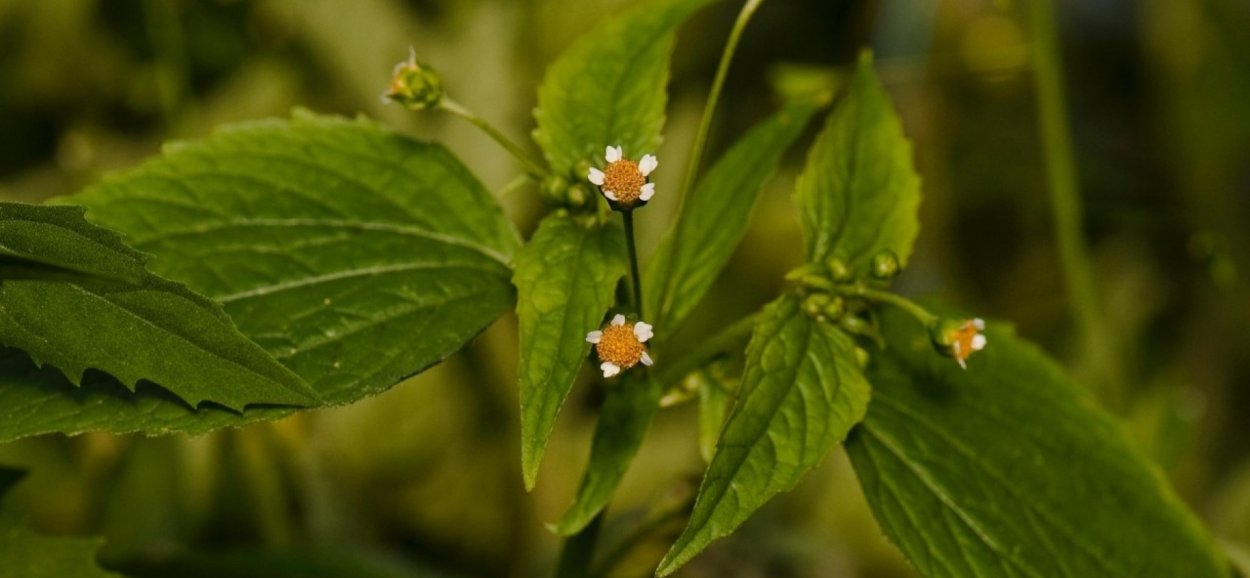 Галинсога мелкоцветковая