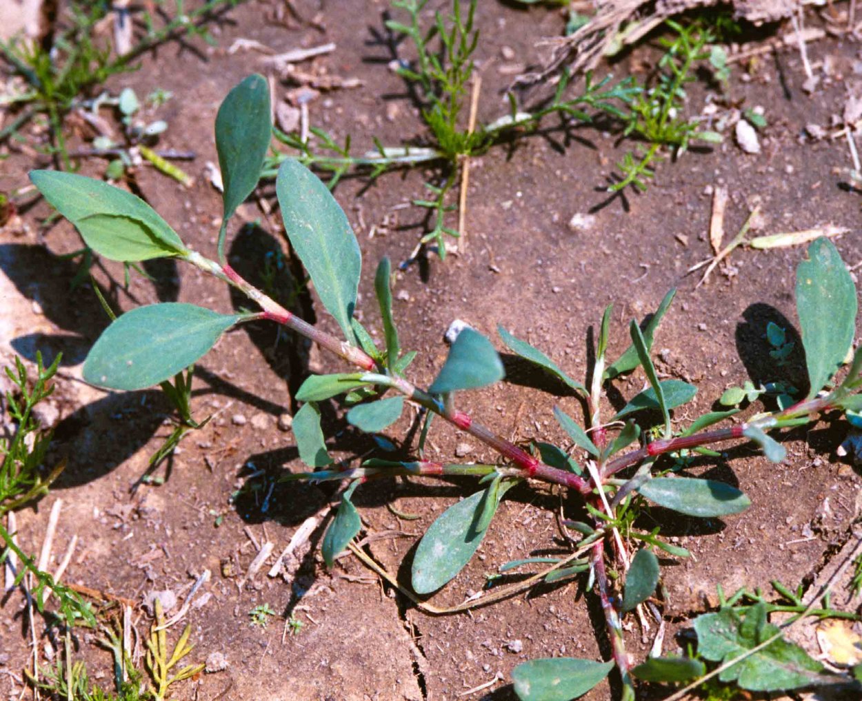Американская трава сорняк
