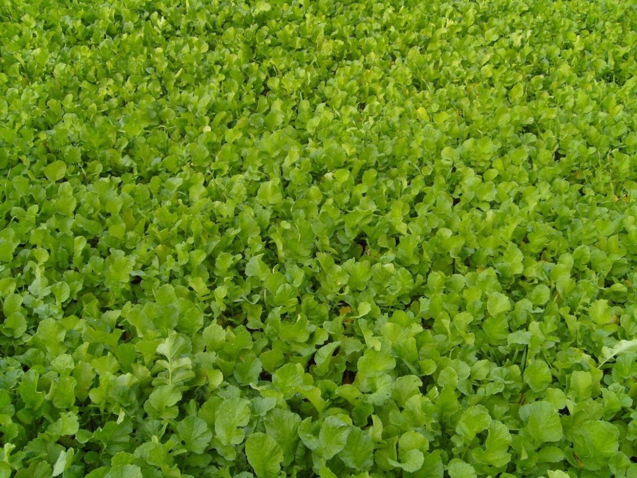 Польша зелень