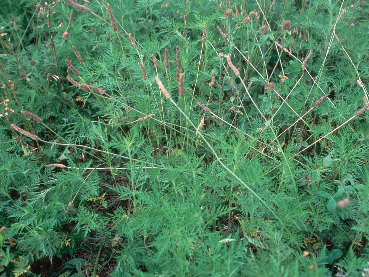 Сорняк в огороде американка