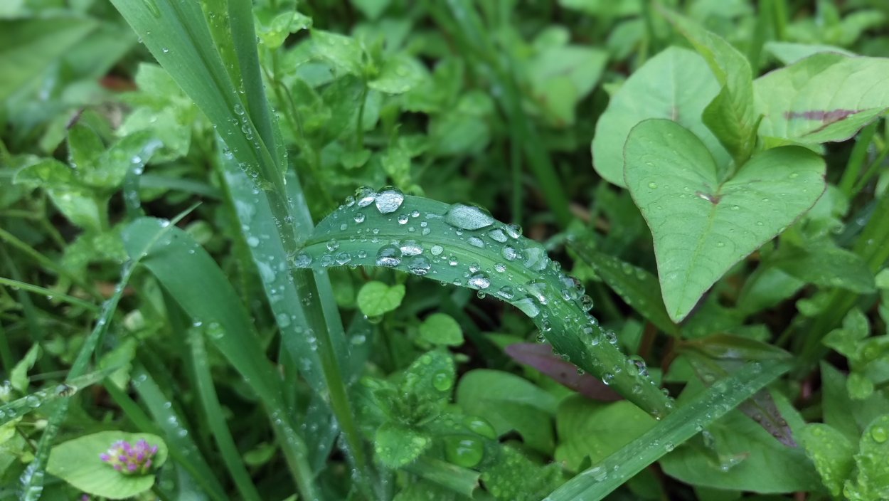 Crabgrass сорняк