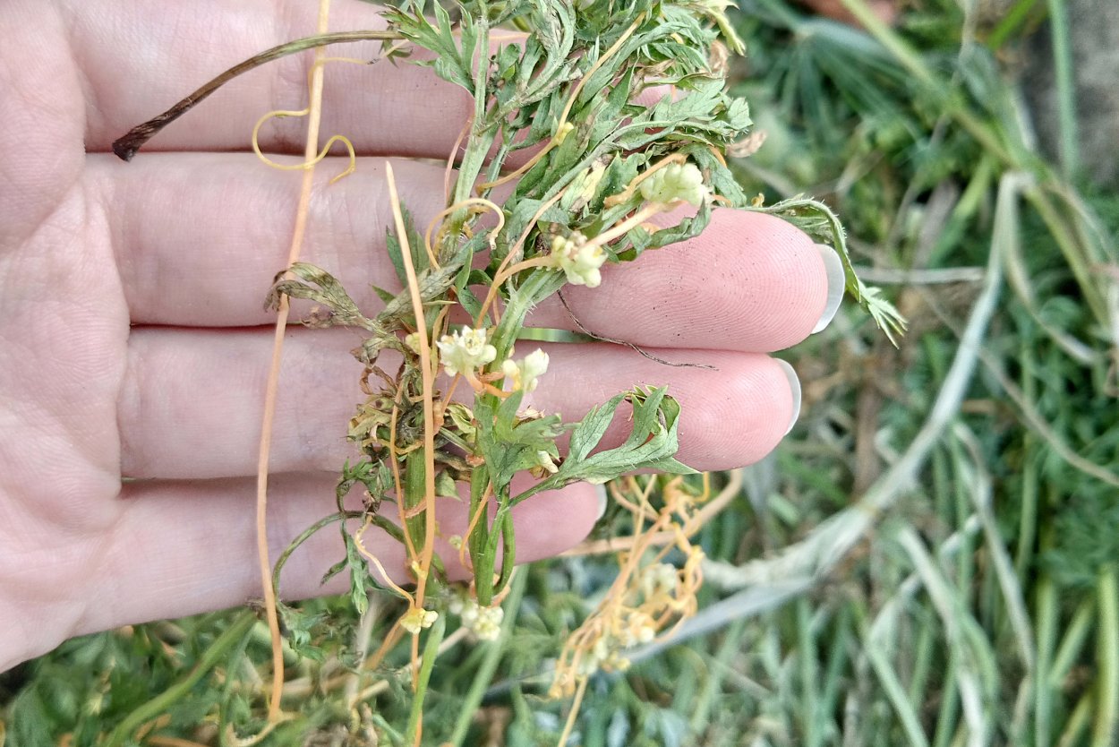 Росинка сорняк