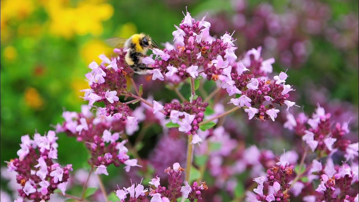Матрёшка душица трава