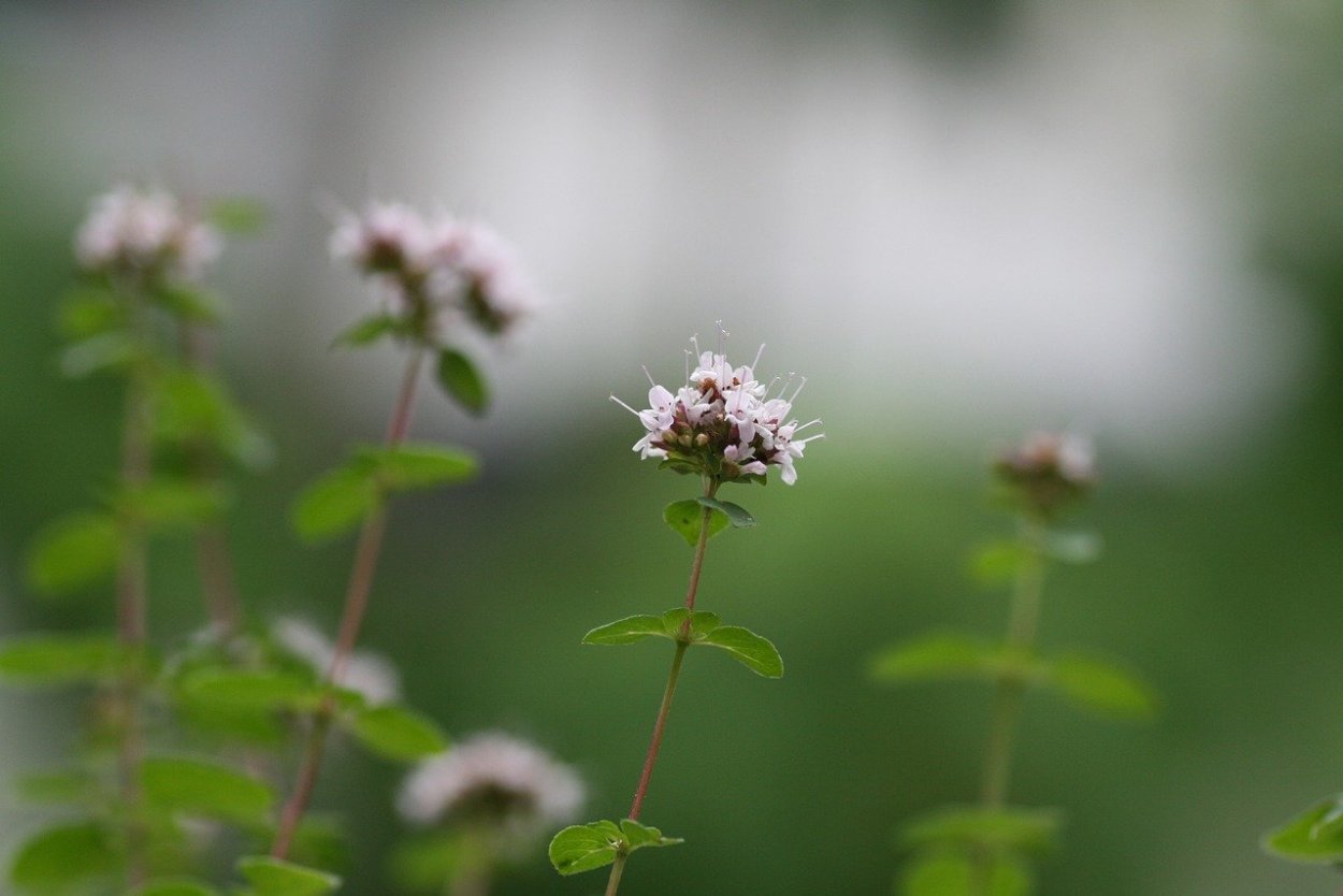 Орегано фото растения крупным планом